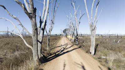 Fish Trees