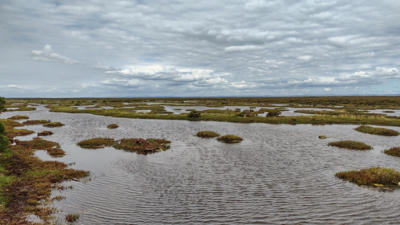 Woodlot Intertidal